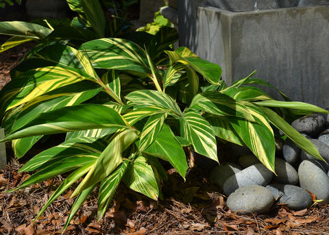 A plant has wide leaves in green and yellow.