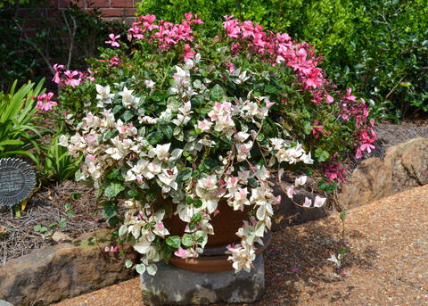 A container with white leaves is topped by pink blooms.