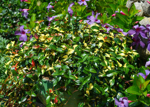 Glossy green and yellow leaves are surrounded by purple flowers.