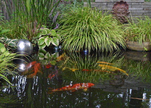 Orange and yellow fish swim in a garden pond.