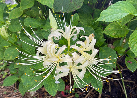 A single white bloom has delicate, curling petals.