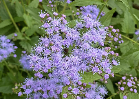 A cluster of fuzzy purple flowers bloom over green leaves.