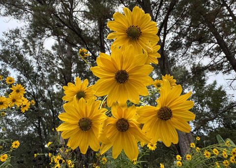 A cluster of yellow flowers have dark centers.