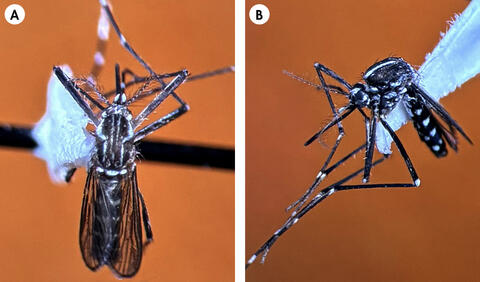 EMP サンセベリア Mosquito / SA426 Pest Snapshot: Yellow Fever Mosquito (Aedes aegypti) | Mississippi