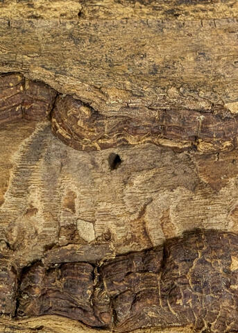A piece of wood has a single, D-shaped hole.