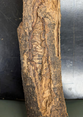 A piece of wood shows grooves made by insects.