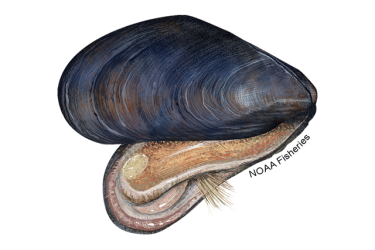 Illustration of a blue mussel.