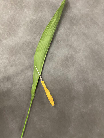 A leaf is folded in half with its crease held between the blades of a pair of shears.