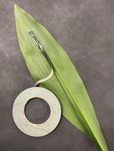 The back of a leaf is shown with a roll of tape, as a strip of tape is used to secure wire along the central midvein.