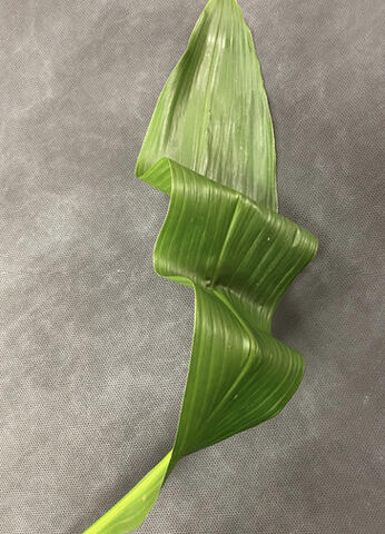 A leaf reinforced with a wired backbone is shown bent at two points along its length.