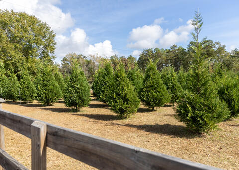 Christmas trees grow in a field behind a wooden fence.