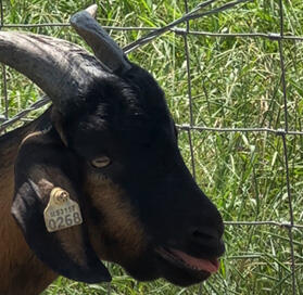 Profile of a goat with its mouth open and tongue protruding slightly.