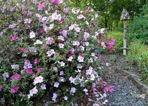 A shrub is covered in white and pink blooms.