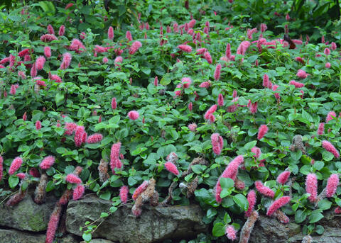 A low-growing plant is covered with spiky, pink blooms.