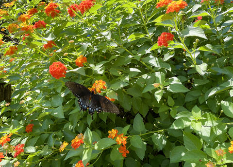 A black butterfly rests on orange blooms.