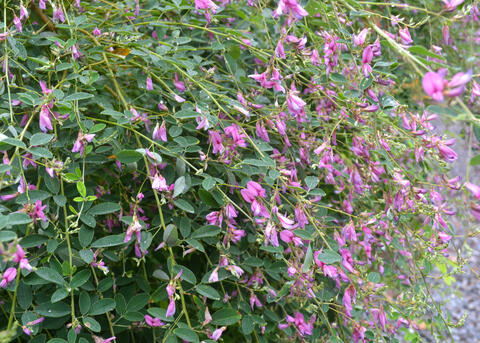 Tiny purple blooms line long stems.