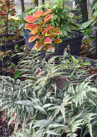 A potted fern is on the ground below a plant with red and yellow leaves.