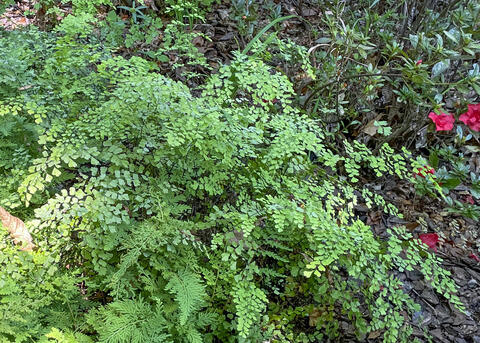 A large green fern grows in front of other green plants.