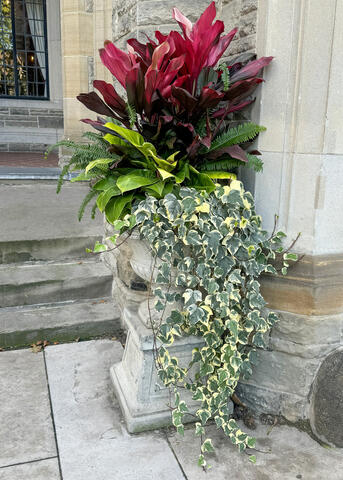A raised container has a trailing plant and red leaves showing at the top.
