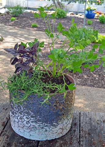 Airy herbs grow from a container.