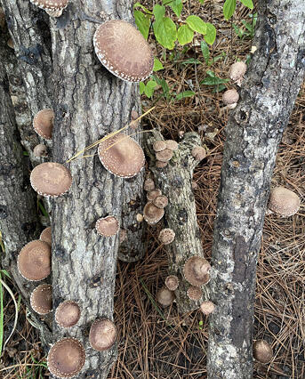 Close-up of thin trunks producing several mushrooms.