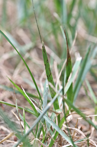 Close-up of blades of grass with oval lesions.