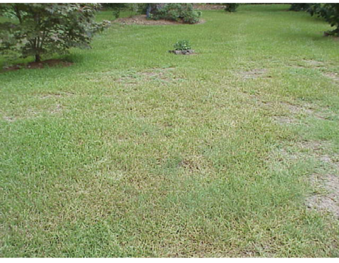 Wide shot of a lawn showing extensive discoloration, with patches of grass turning yellow, brown, and gray due to gray leaf spot infection, indicating areas of fungal damage and grass stress.