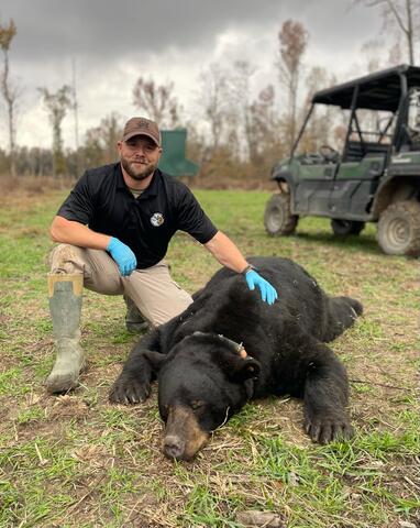 Anthony Ballard Jr., MDWFP Black Bear Biologist