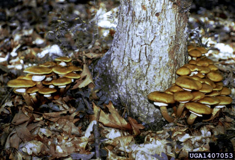 Evidence of root rot is illustrated by darkened areas at the base of the tree trunk and surrounding area on the forest floor.