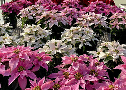 A row of white plants divide a group of pink poinsettias.