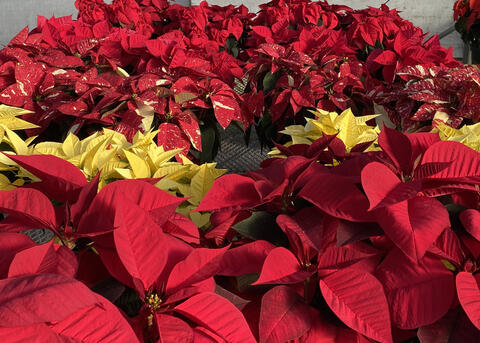 A row of yellow plants divide a group of red poinsettias.