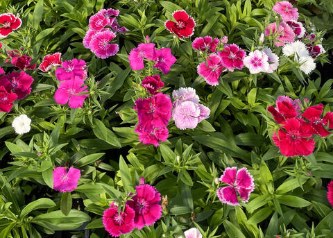Pink flowers bloom above green foliage.