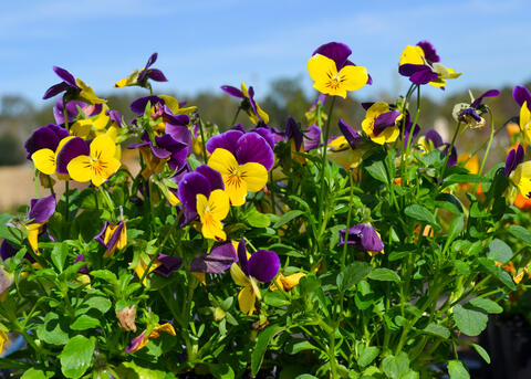 Yellow and purple flowers bloom above green foliage.