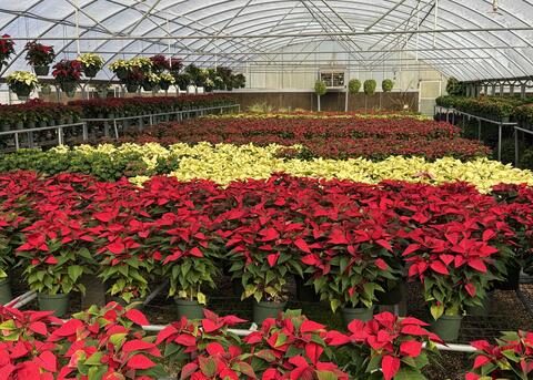 A greenhouse if full of red and white poinsettias.