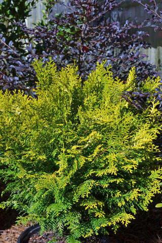 A feathery plant has bright green foliage.