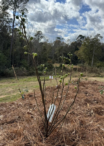 A small tree has bare branches and green fruit.