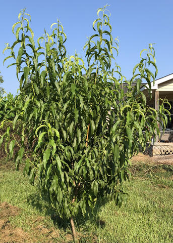 A small tree is covered in green leaves.