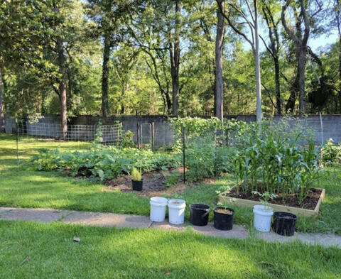 A garden featuring a variety of plants growing in rows, in a raised bed, and near a trellis, with plant containers lined up along the sidewalk.