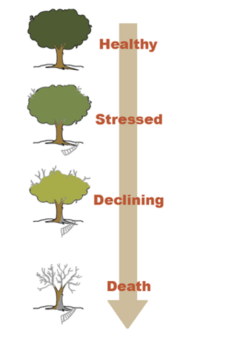Tree mortality spiral graphic shows four trees labeled healthy, stressed, declining, and death.