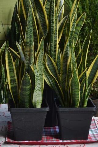 Two plants in black pots have upright yellow and green leaves.