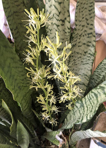A plant with upright leaves has ruffled blooms.