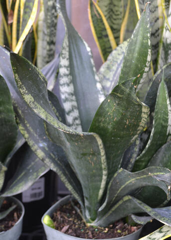 Plants with thick green and silver leaves grow in pots.