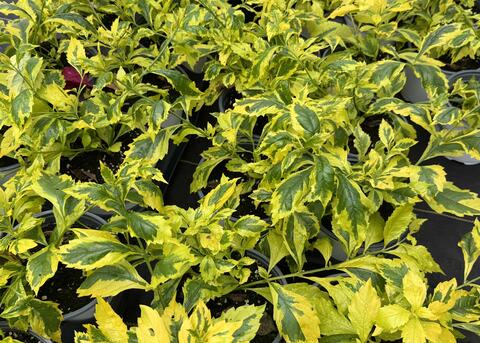 A plant has small green and yellow leaves.