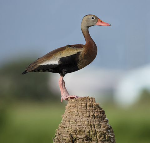 Duck perched on the edge of a standing dead tree trunk. Background is blurred.