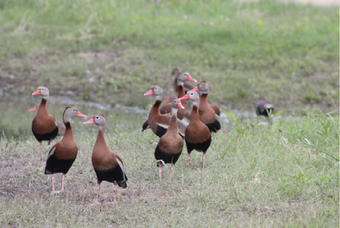 Several ducks gather in grassy area. 