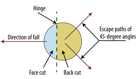 From a bird's-eye view, the diagram shows that two escape paths should be established at 45 degree angles from the hinge and on the opposite side of the tree from the face cut and direction of fall to ensure safety.