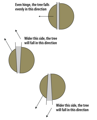 hree types of hinges are shown from a bird's-eye view of a trunk. With a parallel hinge, the tree falls evenly toward the face cut. With a non-parallel hinge, the tree will fall in the direction of the wider side.