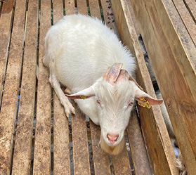 A goat lies on a slatted wood floor.