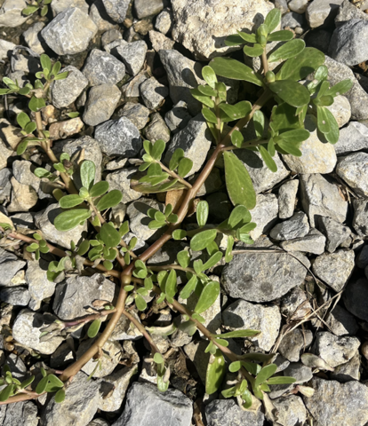Common purslane with its smooth, paddle-shaped succulent leaves and reddish, spreading stems, spilling over and between gray rocks.
