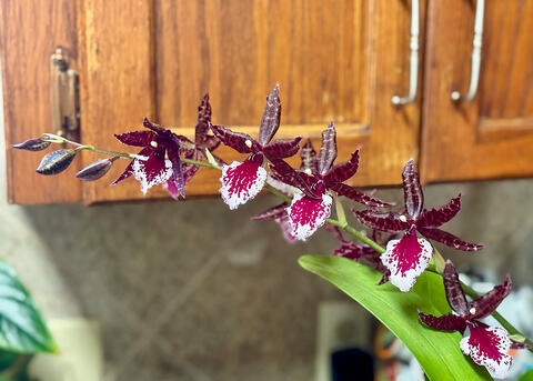 An arching stem has open, burgundy-colored blooms.